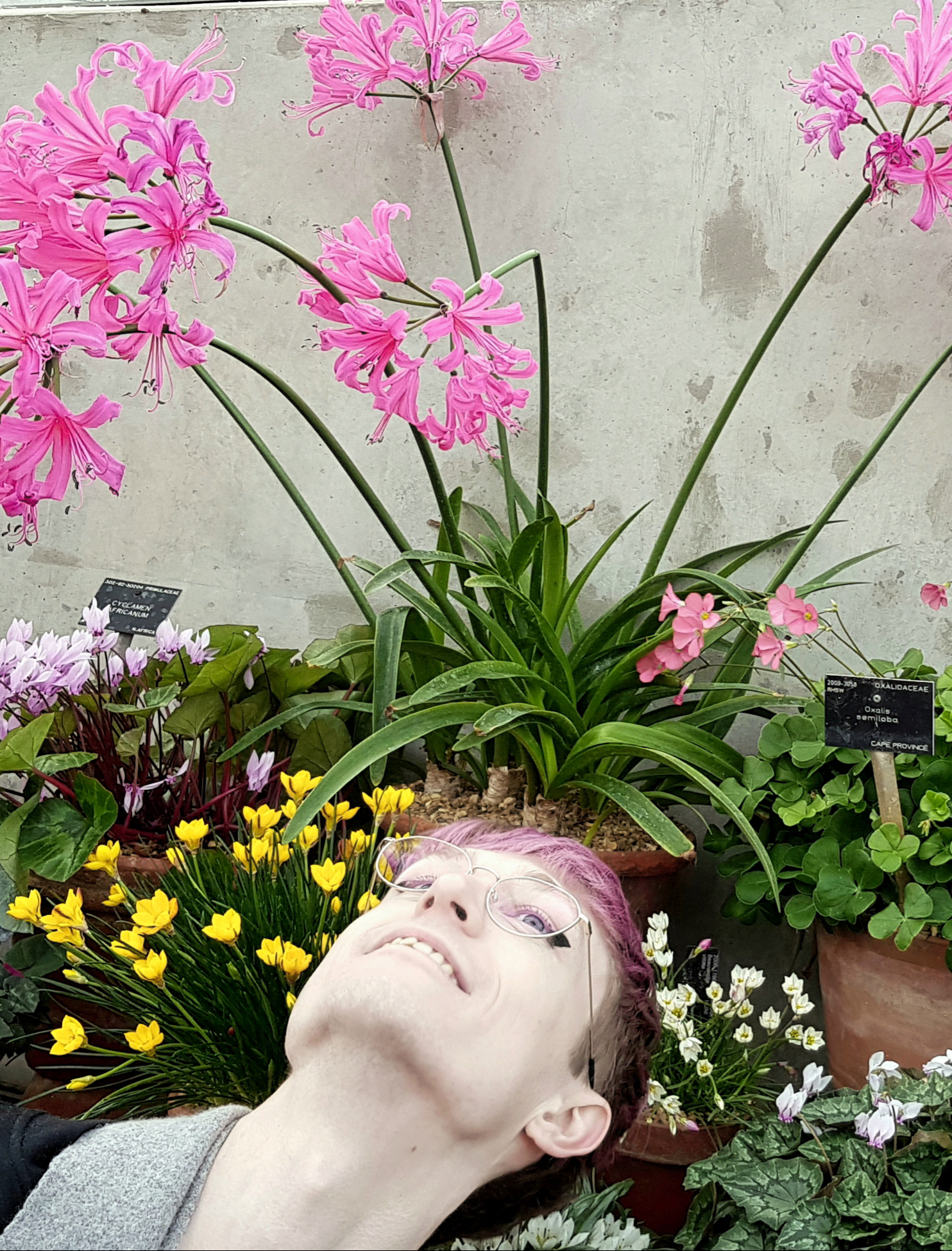 portrait of evelin laying in a flowerbed